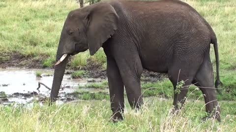 Funny Elephant Video. Watch Elephant Videos.