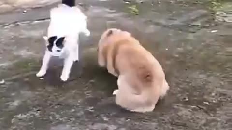cat vs dog horrible fight - Cuty kitty -