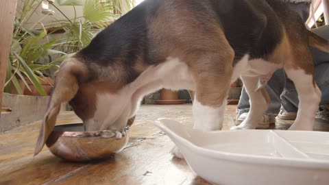 Tips To Improve Your Dog’s Diet Today