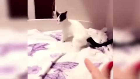 Viral and Crazy Cats Funny Videos Finally Revealed