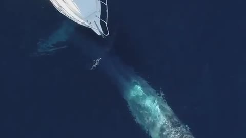 World's best captured a whale is passing !wonderfull