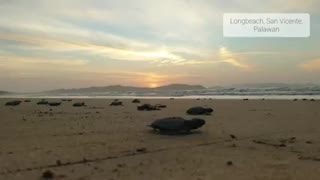 Cutest Swimming Frenzy Discovers Beach Life