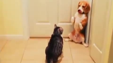 Cat vs Dog , Viral funniest video