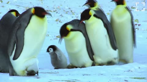 41 Seconds of Penguins