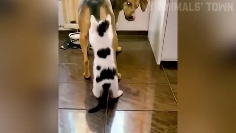 Funniest Cats and Dogs 🐶🐱 | Funny Animal Videos #35