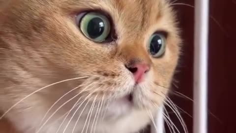 Beautiful little cat, cute and adorable has cute eyes