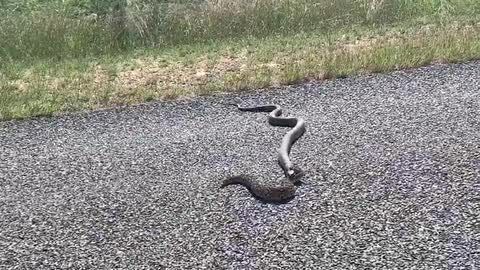 Snakes fighting