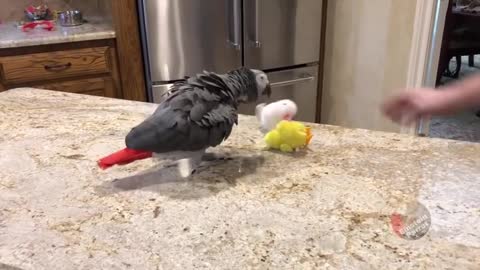 Talking parrot enjoys a very Happy Easter!🔥🔥