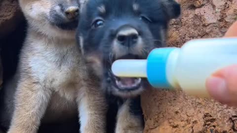 Pastoral dog, the dog has become a spirit, little milk dog