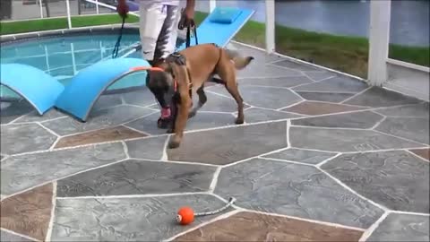 "Doberman Pinscher Dog [Puppy] Training 2021"