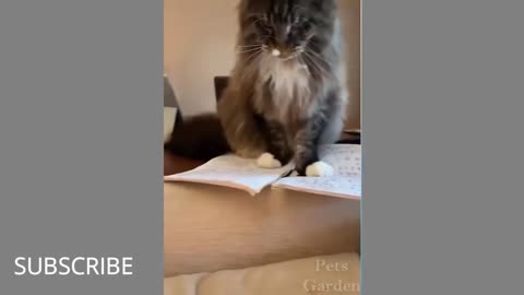 Funny Animal Videos --"Pawsitively Hilarious: The Ultimate Compilation of Funny Dog and Cat Videos!