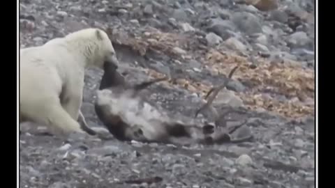 Polar Bear Hunts a Reindeer in Norway Arctic