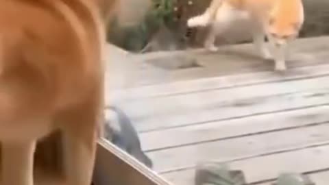 😆Cats and dogs fighting very funny😂