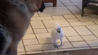 Big Dog Listens to Barking Bird