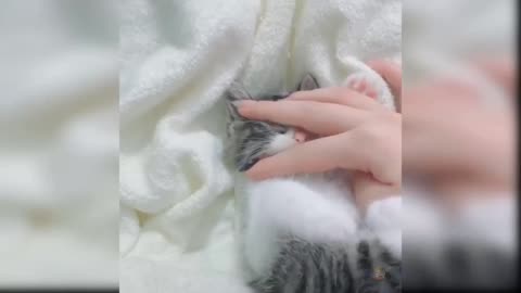 The little cat fell asleep while playing.