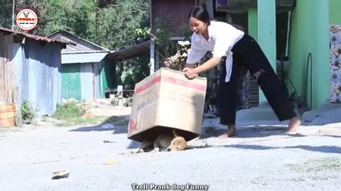 vídeo engraçado, cachorro e tigre, risos, vídeo