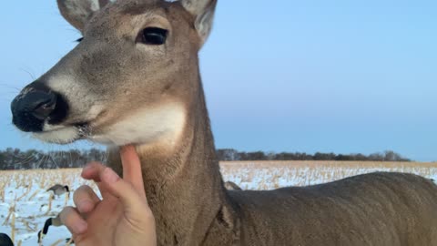 North Dakota Duck Hunters Spend Afternoon with Friendly Doe