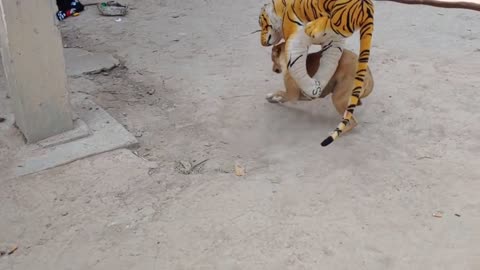 Fake Tiger and Dog Prank, Dog Run So Funny Video