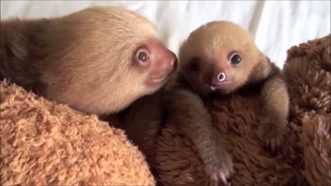 Baby Sloths Being Sloths - FUNNIEST Compilation