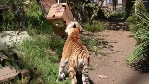 Tigers enjoy playtime at California zoo