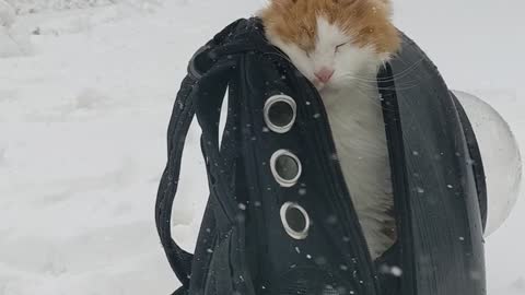 Cat Says Nope To Snow Storm