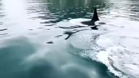 Whale's Adorable diving