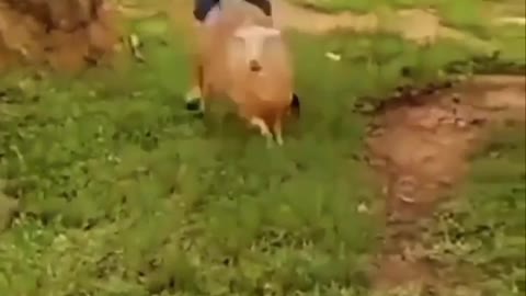 Sheep get into a fight with a man