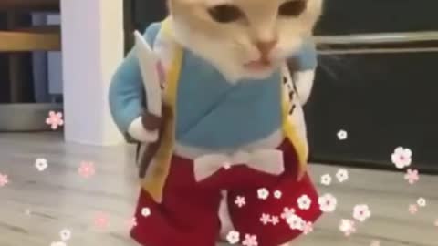 Best cat funny whatsapp status videos __ cat videos __ (laugh to make laugh) cat videos111(720P_HD)