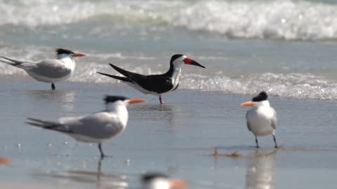 Birds on the Beach