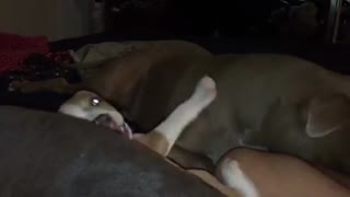 Adorable pittie loves her foster puppy
