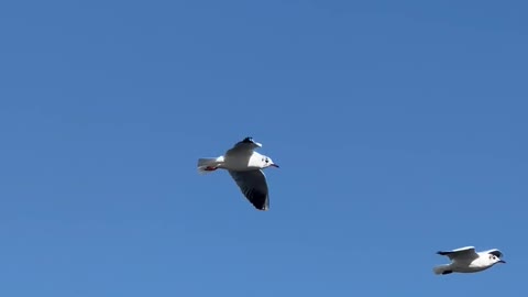 Birds flying in sky and enjoying nature's beauty | YoBro