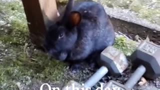 Rabbit identification song