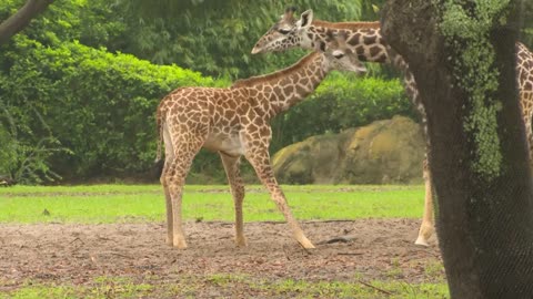 Jabari the Giraffe Calf Joins the Herd at Disney’s Animal Kingdom