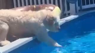 Dog paddles through pool water