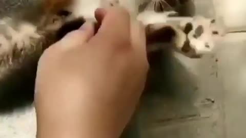 Play with cute kittens