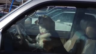 Impatient Dog Honks Car Horn