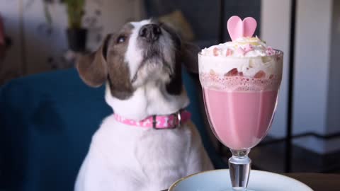 CUTE FUNNY DOG EATING PINK LATTE IN A RESTAURANT 🍦🍨🍧