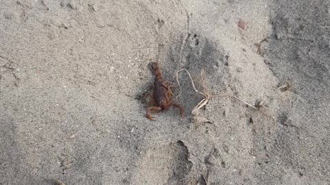 Playing with World's deadliest Scorpion