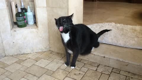 Cat showers and shakes like a dog in slow motion