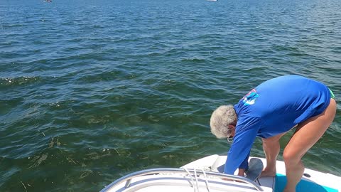 Crystal River Scalloping