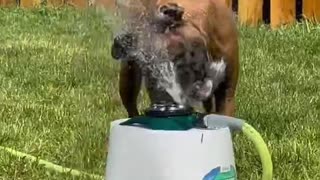 Titus drinking from sprinkler #shorts #viral #dog #funny #doglover #boxer #music #youtubeshorts
