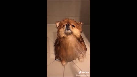 Funny Dog with Lovely Movements