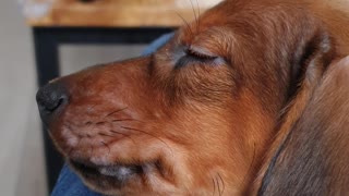 Adorable dachshund puppy is taking a nap