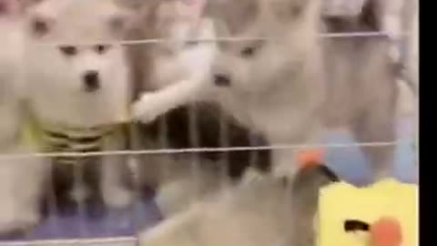 Funniest Animals - Best Of The 2021 Funny Animal Videos #20