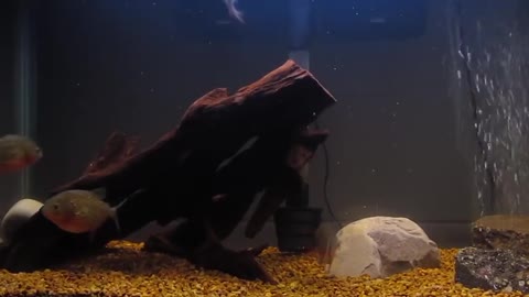 Piranhas feeding on goldfish