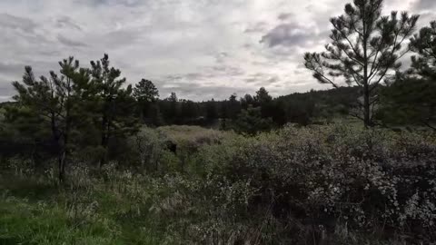 Herd of bison (buffalo)