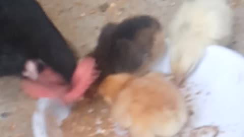 A cute little chicks trying first time to eat