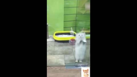 Funny Dancing Cat's