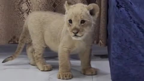 Lion Cub Cute Roar