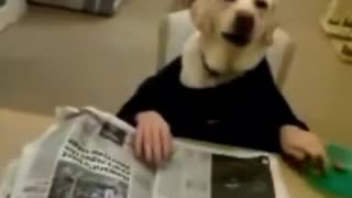 Dog in black long sleeve with human hands reads newspaper